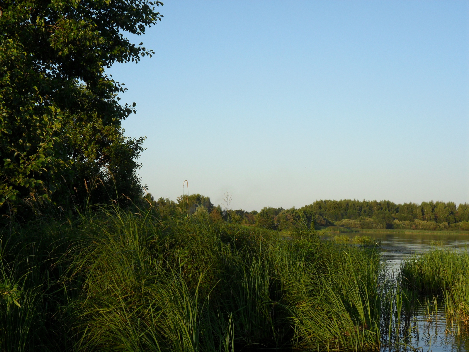 A bit of summer vibe... - My, Summer, Mood, The photo, Nature, Village, Longpost