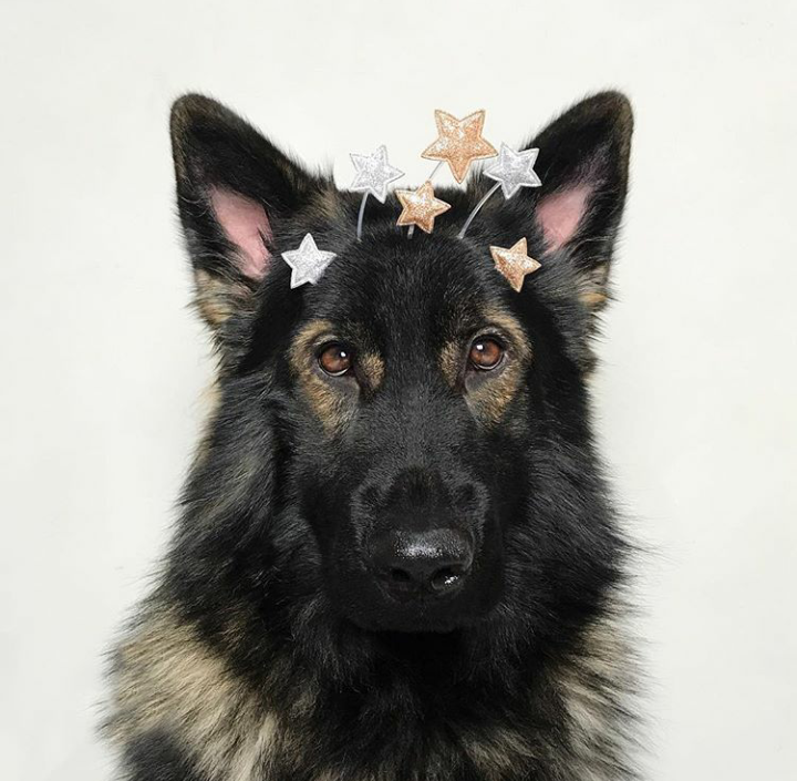 Handsome - Dog, The photo, Animals