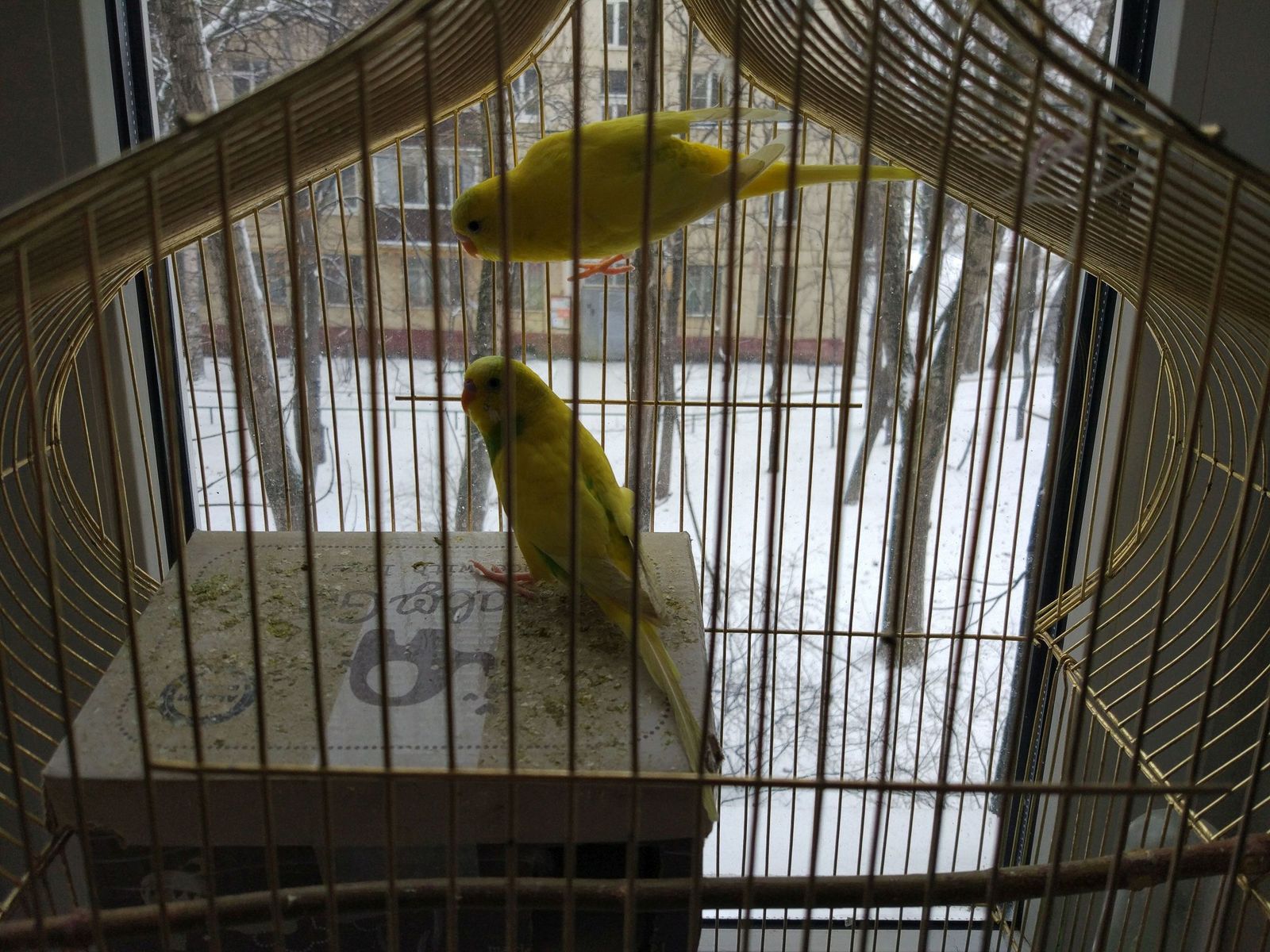 Help with the parrots! - My, Pets, A parrot, In good hands, Moscow, Longpost