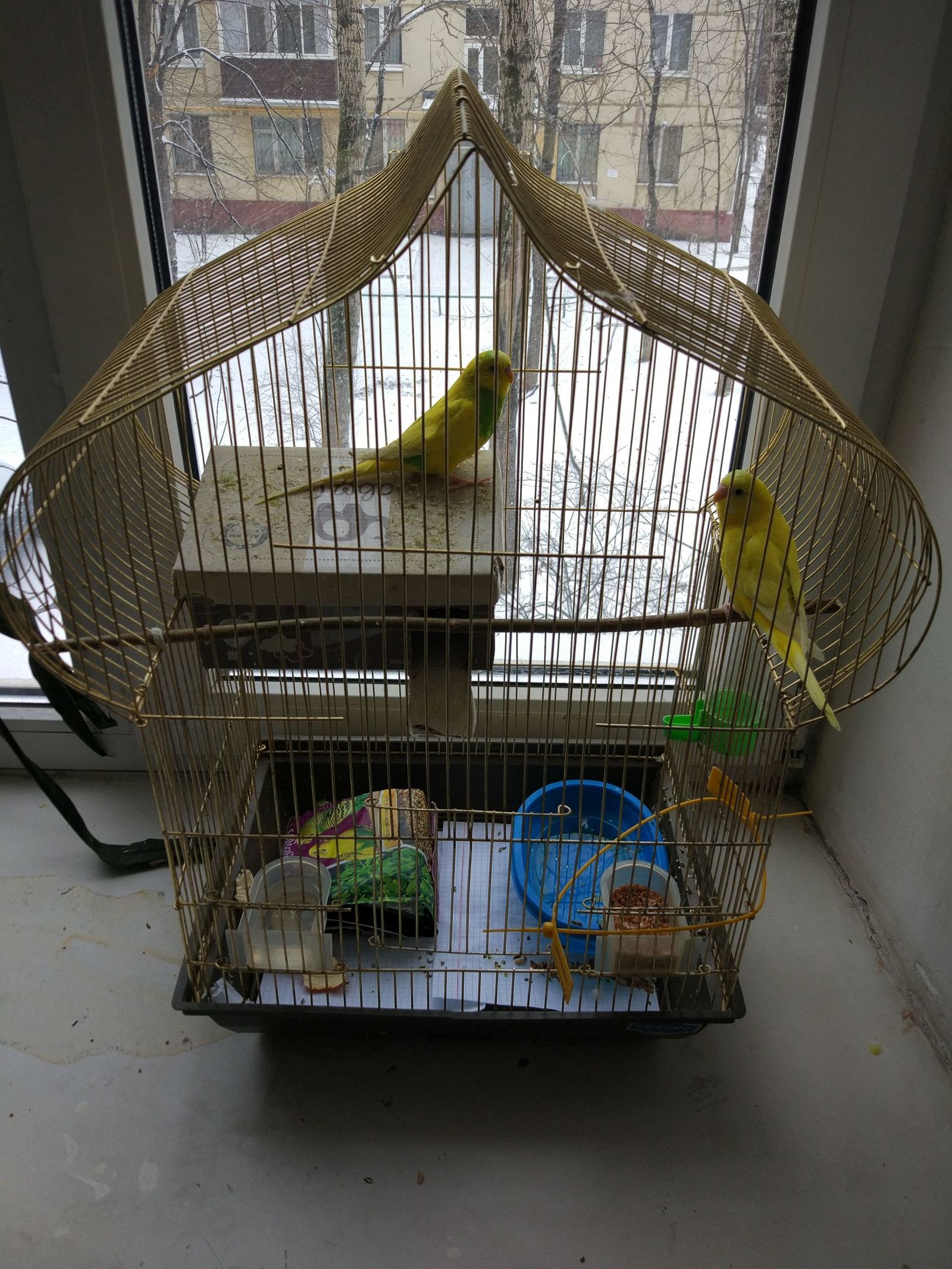 Help with the parrots! - My, Pets, A parrot, In good hands, Moscow, Longpost