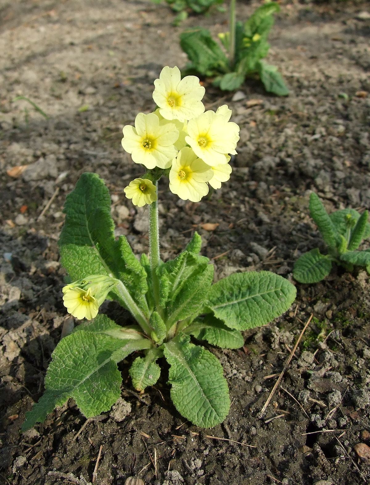 seismograph flower - Flowers, Volcano, Eruption, Indonesia, Java Island