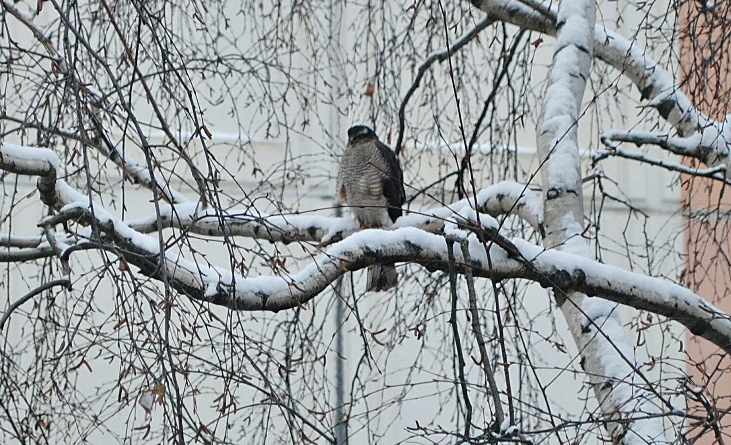 What kind of bird? - My, What kind of bird?, Who is this?