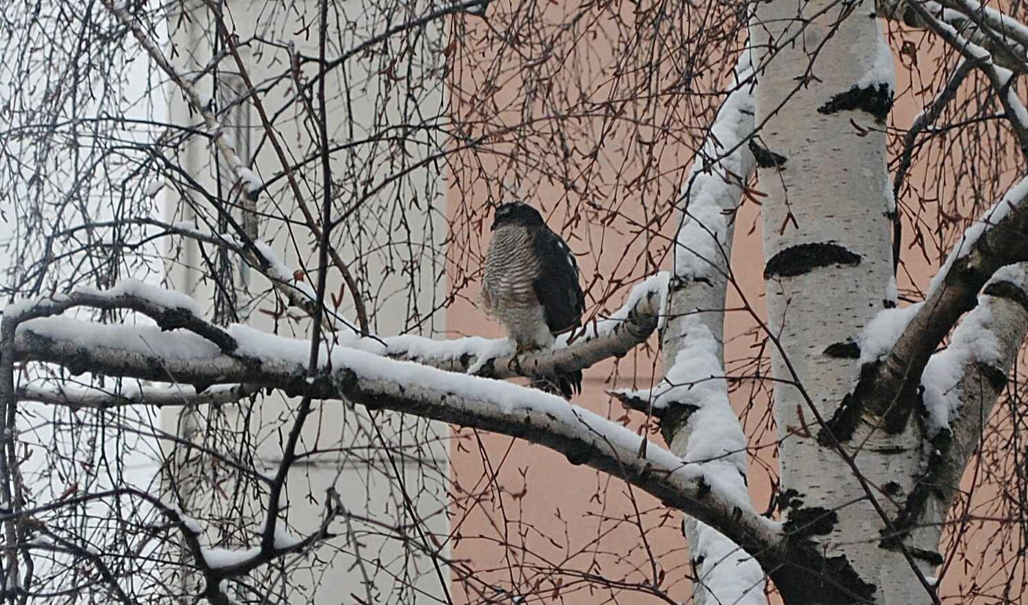 What kind of bird? - My, What kind of bird?, Who is this?