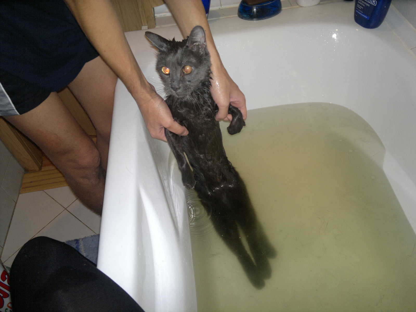 Сколько раз мыть кошку. Кота купают. Купание кота дворового. Моем кота фото.