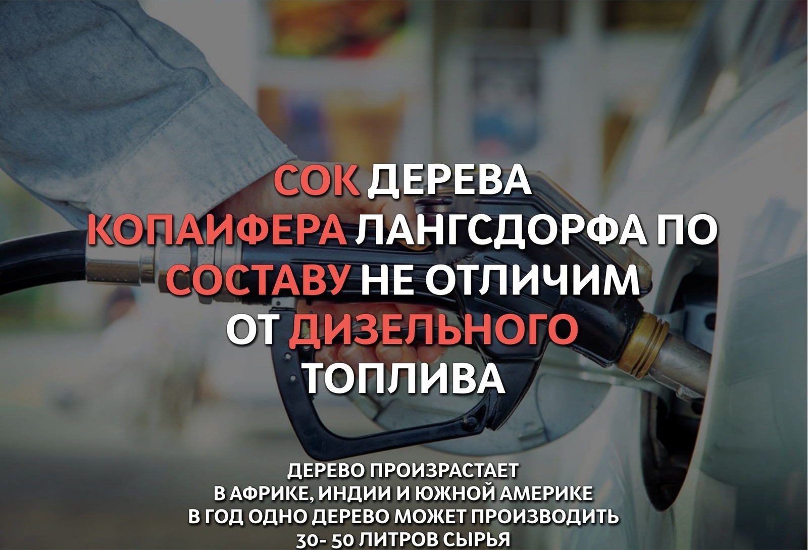 Нефтяное дерево - Дерево, Бензин, Топливо