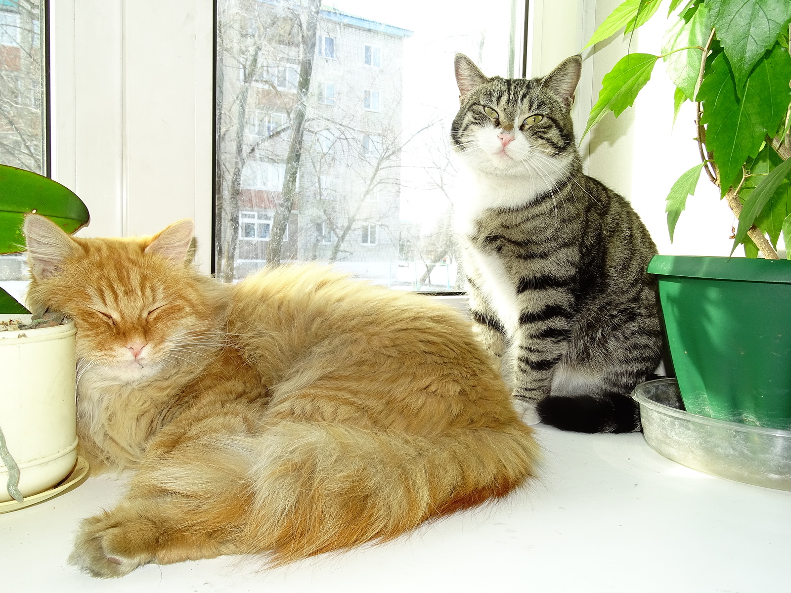 Timokha and Ryzhik - My, cat, Windowsill, , Redheads