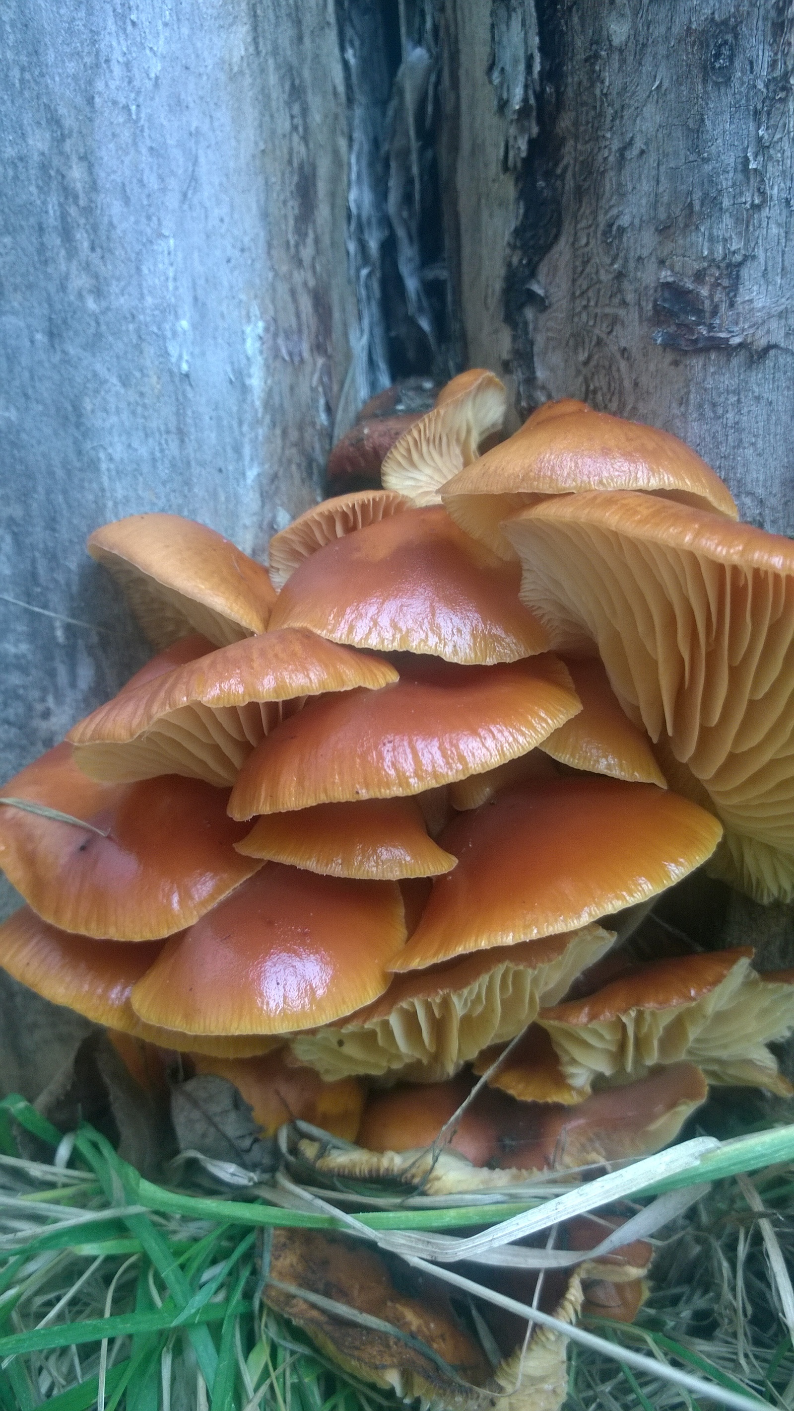 January, mushrooms ... Belarus - My, Mushrooms, Winter, January