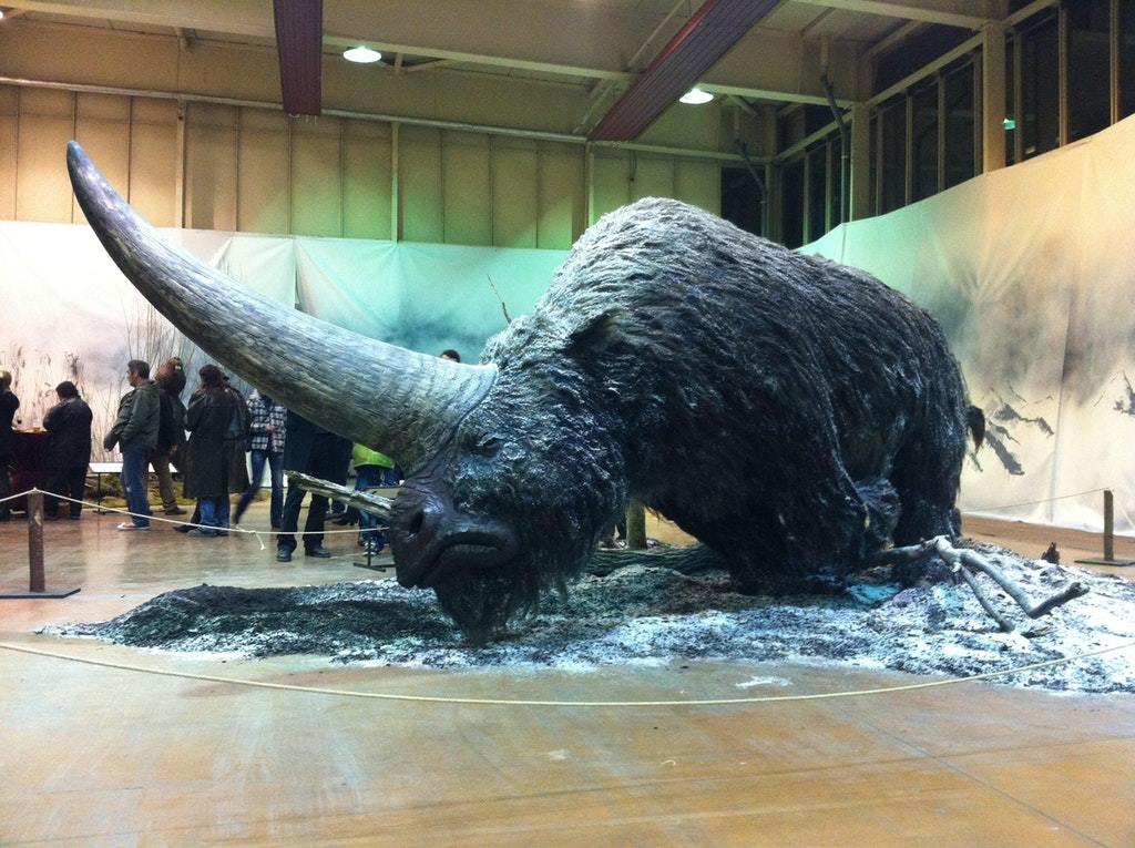 Elasmotherium, большой волосатый единорог, который существовал 29 000 лет назад - Носорог, Музей