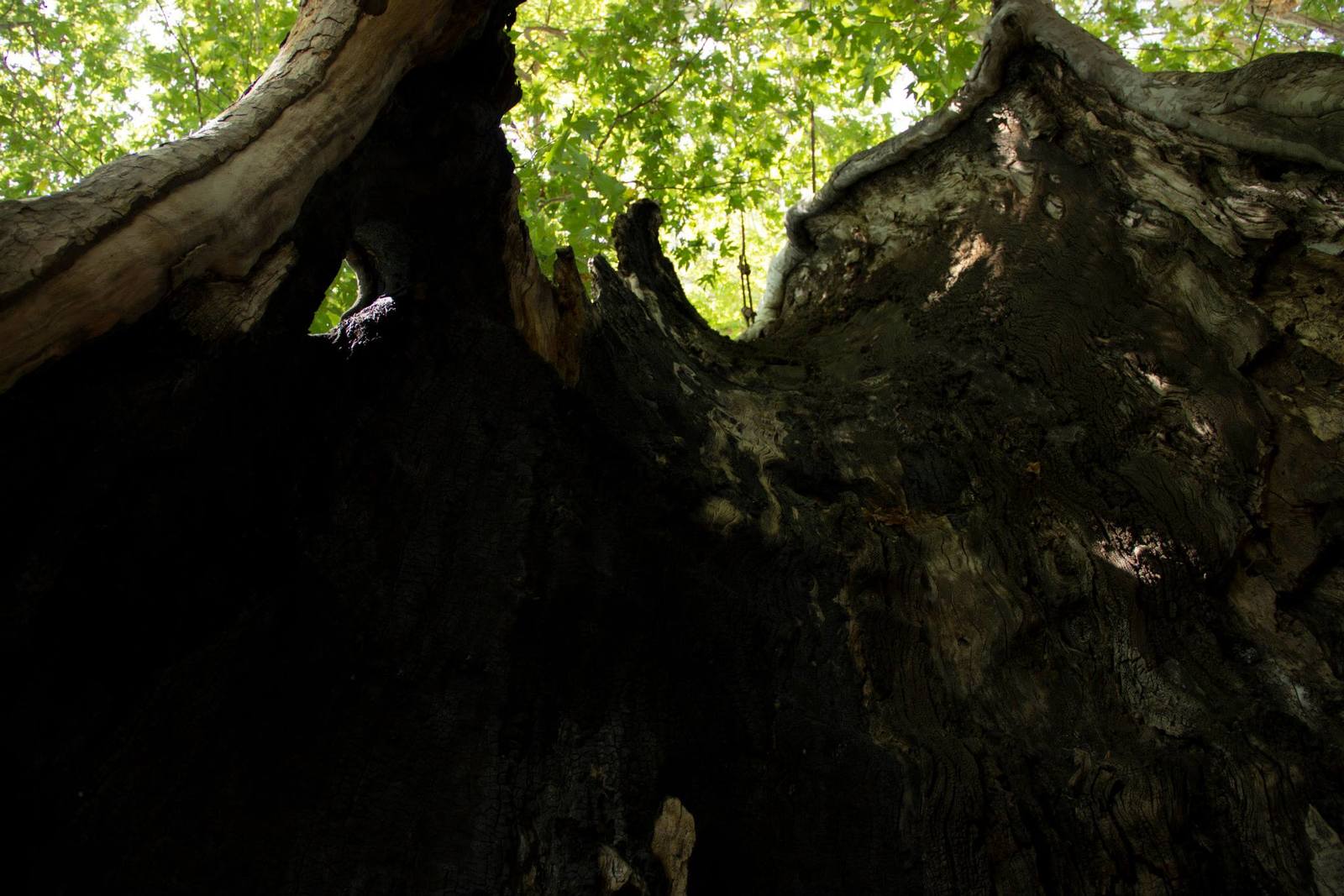 Tnjri - Plane tree which is 2000 years old. Nagorno-Karabakh. - My, Nagorno-Karabakh, Tree, The photo, Armenia, Longpost