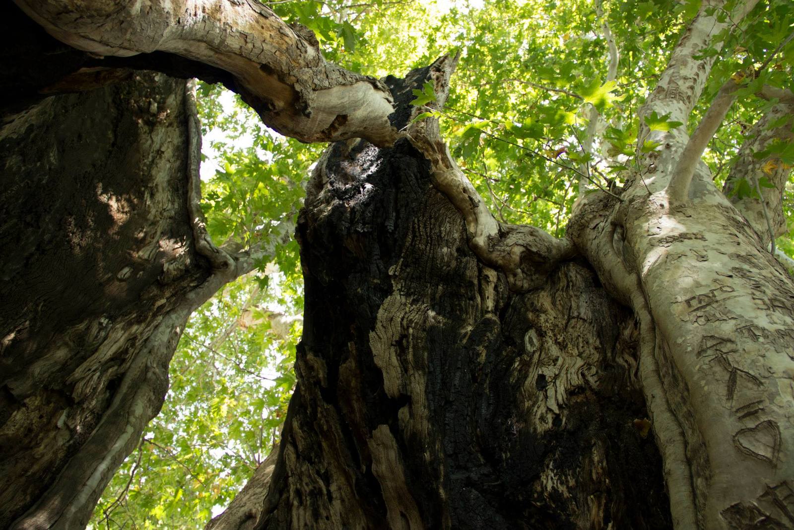 Tnjri - Plane tree which is 2000 years old. Nagorno-Karabakh. - My, Nagorno-Karabakh, Tree, The photo, Armenia, Longpost