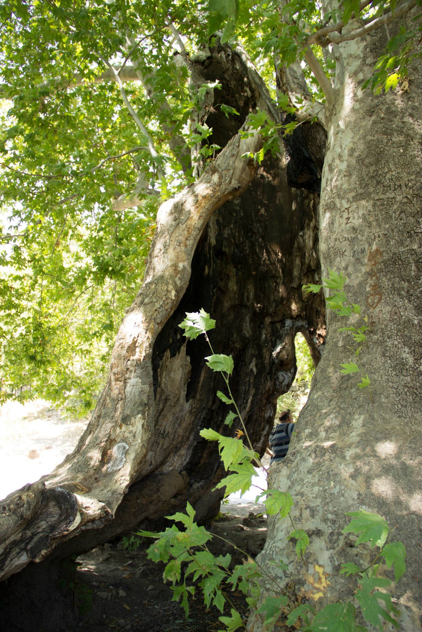 Tnjri - Plane tree which is 2000 years old. Nagorno-Karabakh. - My, Nagorno-Karabakh, Tree, The photo, Armenia, Longpost