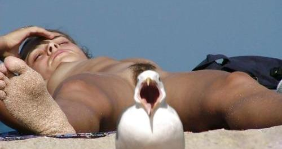 ScreamingSeagull - NSFW, Seagulls, Girls