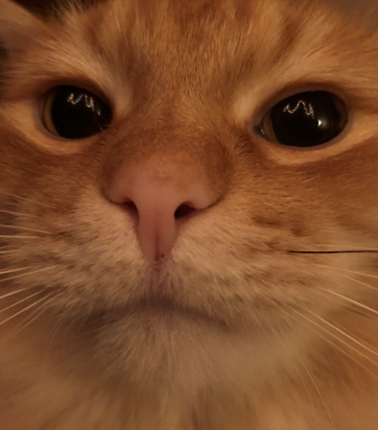 Reflection - My, cat, Pets, Catomafia, New Year, Garland