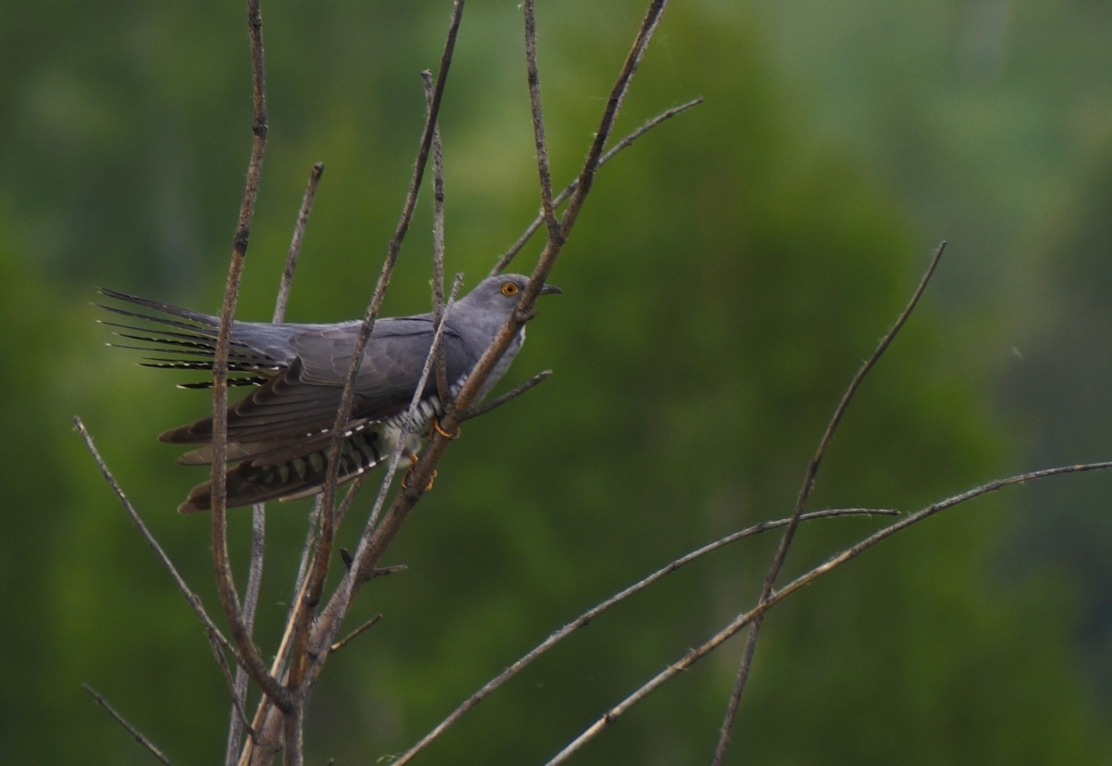 Cuckoo - My, Cuckoo, Railway, Birds, Longpost