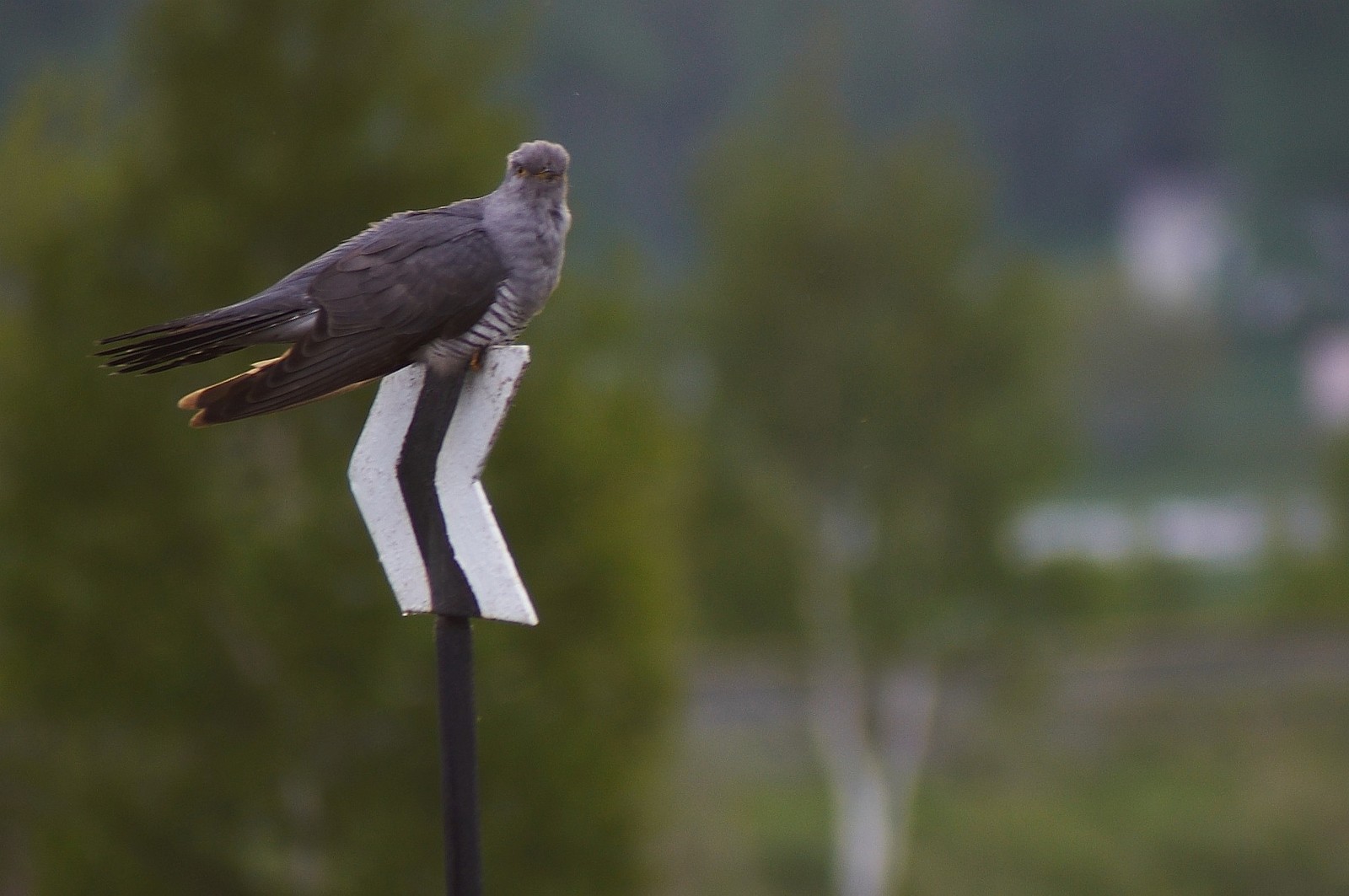 Cuckoo - My, Cuckoo, Railway, Birds, Longpost