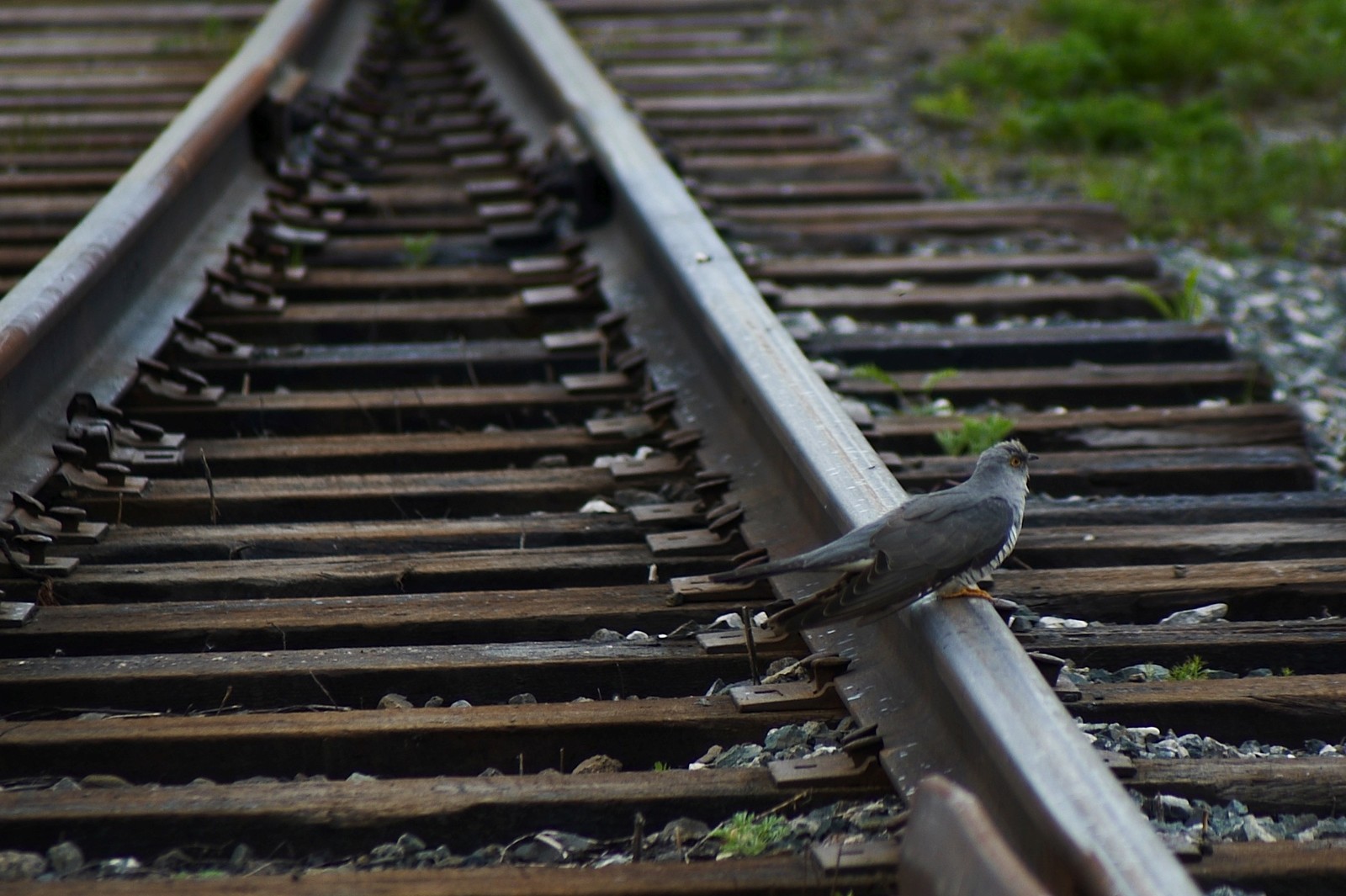 Cuckoo - My, Cuckoo, Railway, Birds, Longpost