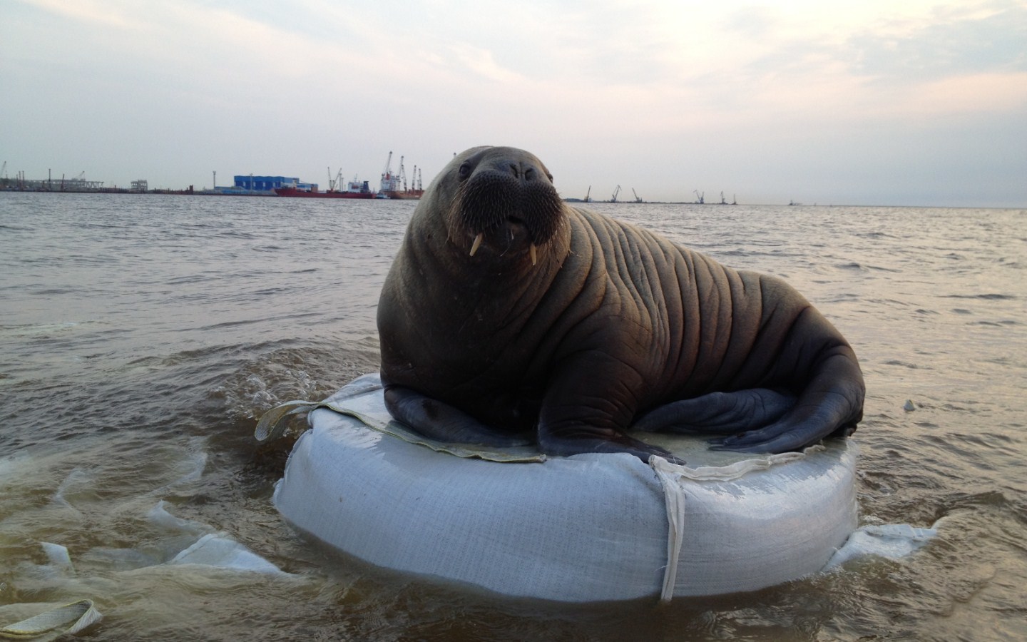 Walrus Georges in your tape ... - Walruses, Sabetta, Arctic