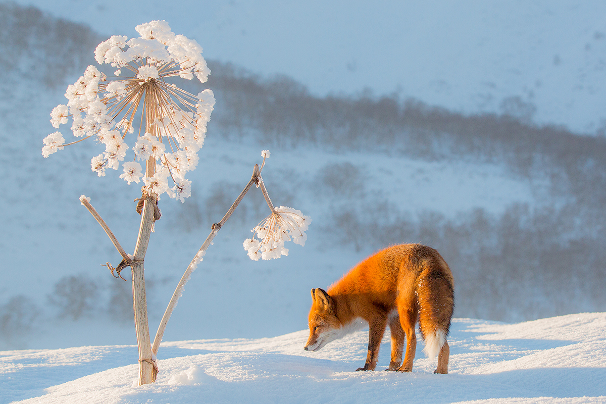 winter dandelion - My, Kamchatka, Fox, Winter