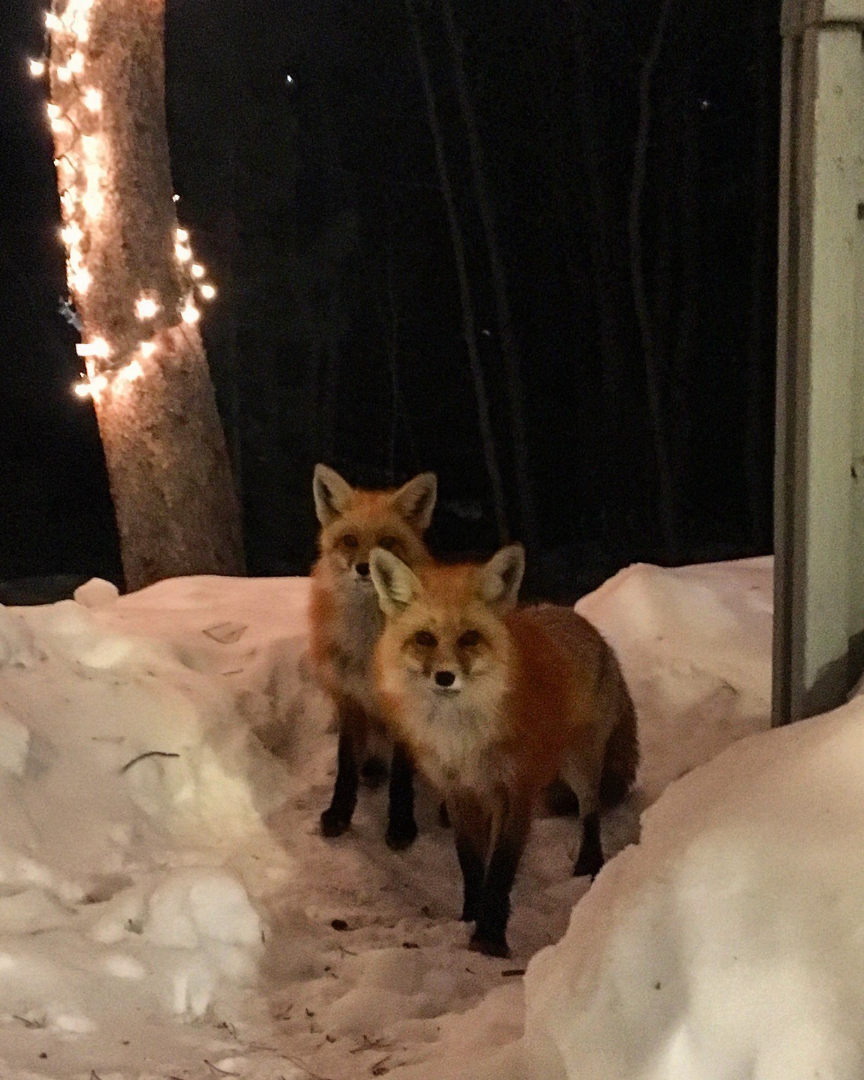 Unexpected guests ^.^ - Fox, Fyr, Milota, Redheads, Animals