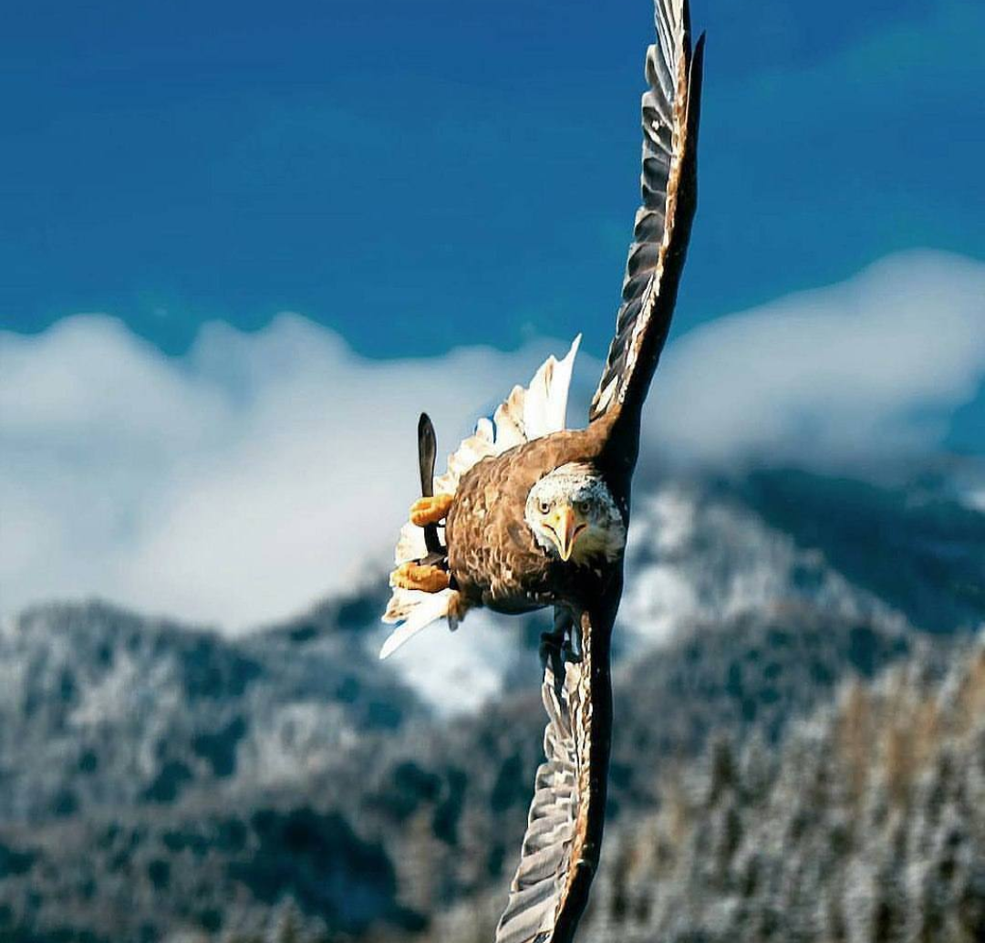 Vertical flight - Eagle, Flight