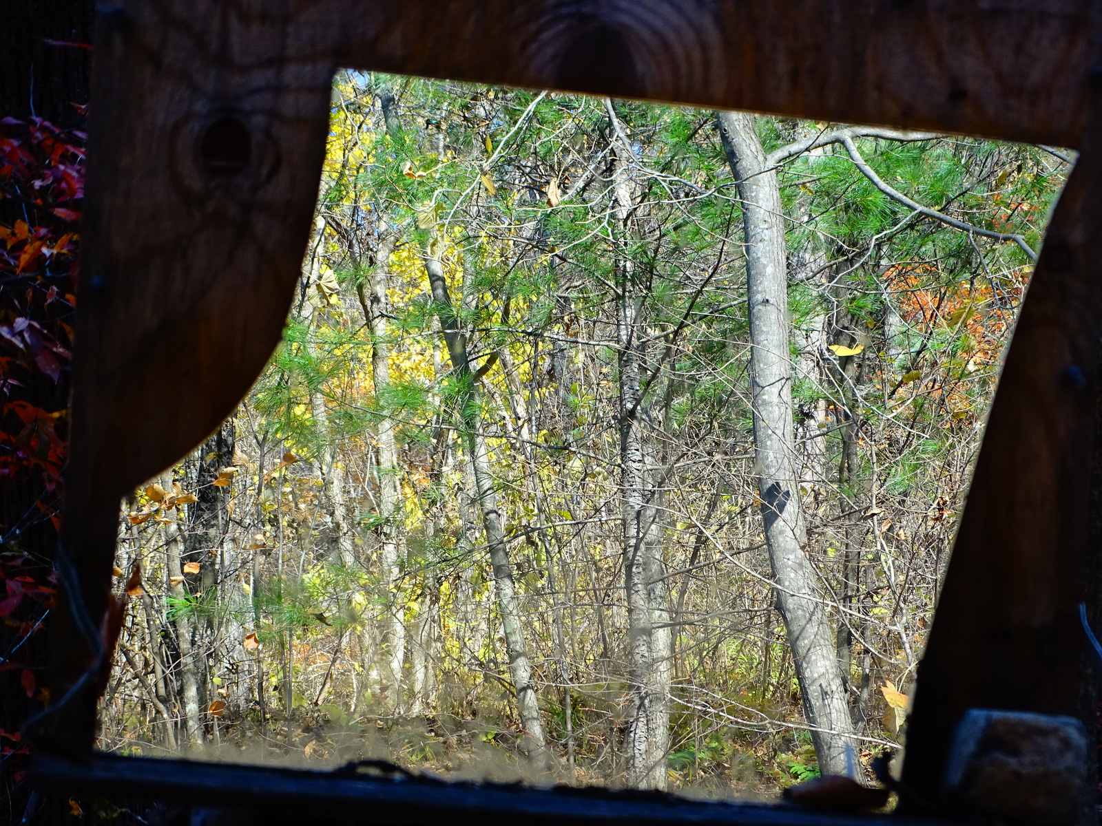 Mirror in the Ussuri taiga. - My, Дальний Восток, Primorsky Krai, Taiga, Mirror, Mapping, Longpost