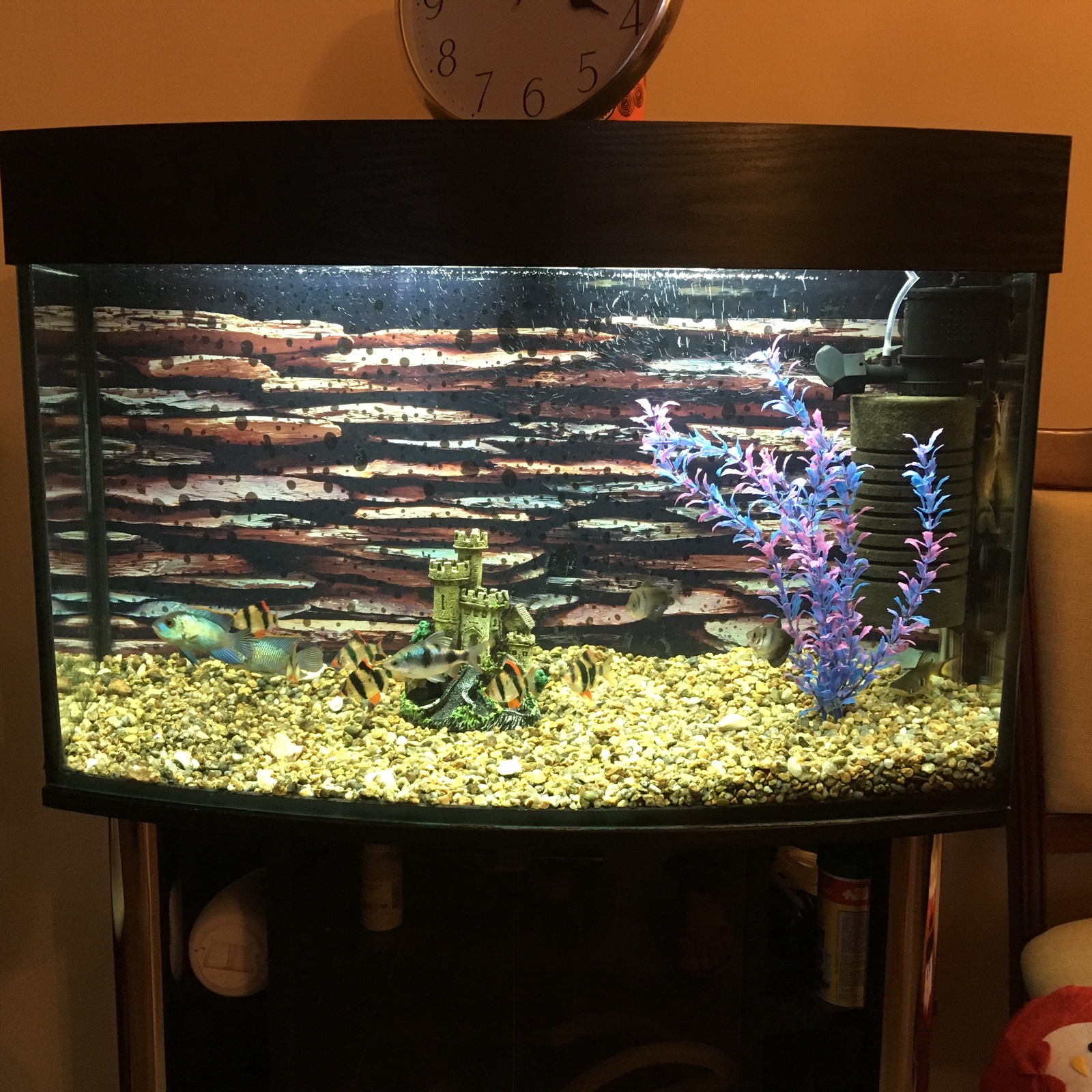 My aquarium - My, Aquarium, Aquarium, beauty, Longpost