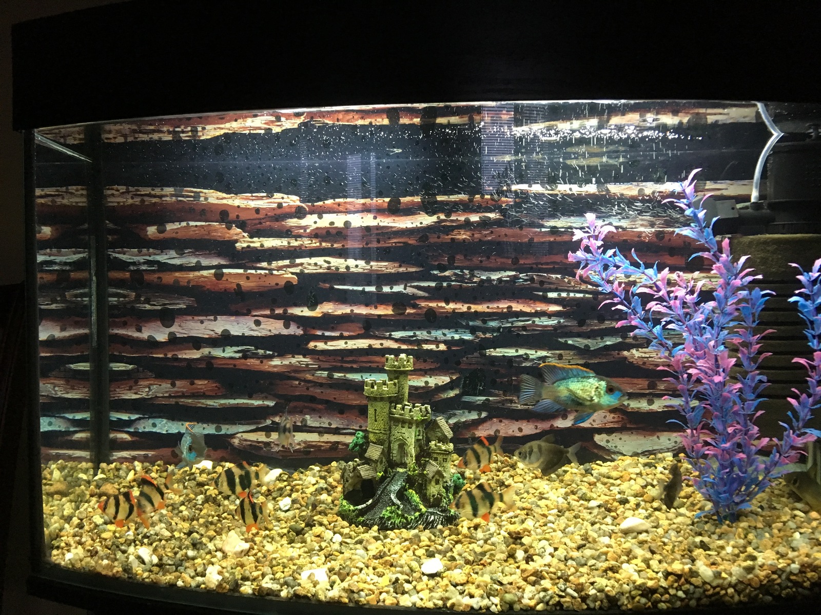 My aquarium - My, Aquarium, Aquarium, beauty, Longpost