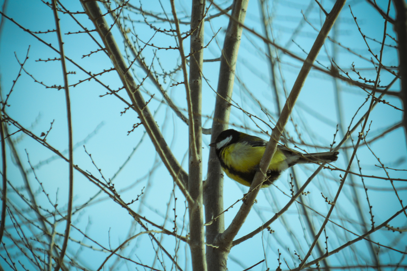 titmouse - My, The photo, Tit, Birds, Beginning photographer, I want criticism