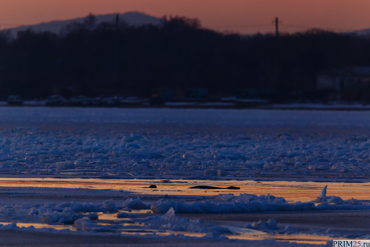 Christmas dawn at Tokarevsky lighthouse - My, Vladivostok, Tokarevsky Lighthouse, Longpost