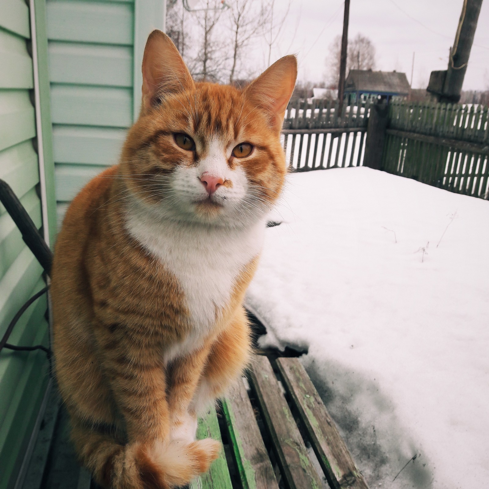 Country cat - My, cat, The photo, Yawn, Redheads