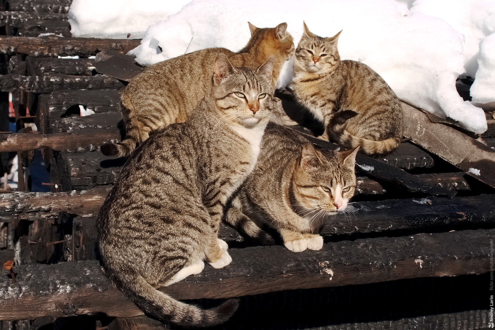 Уличная кошка с котятами