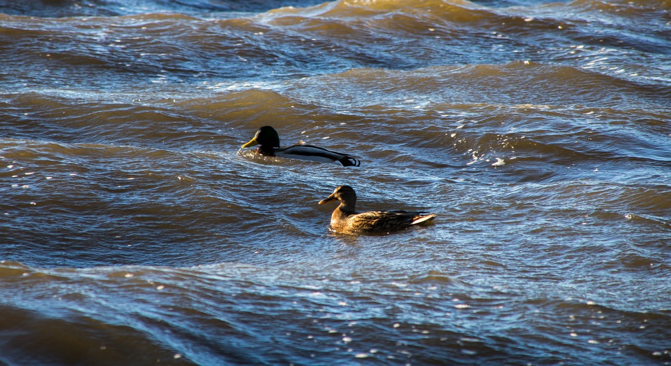 This is January in Voronezh - My, The photo, Voronezh, Reservoir, Longpost