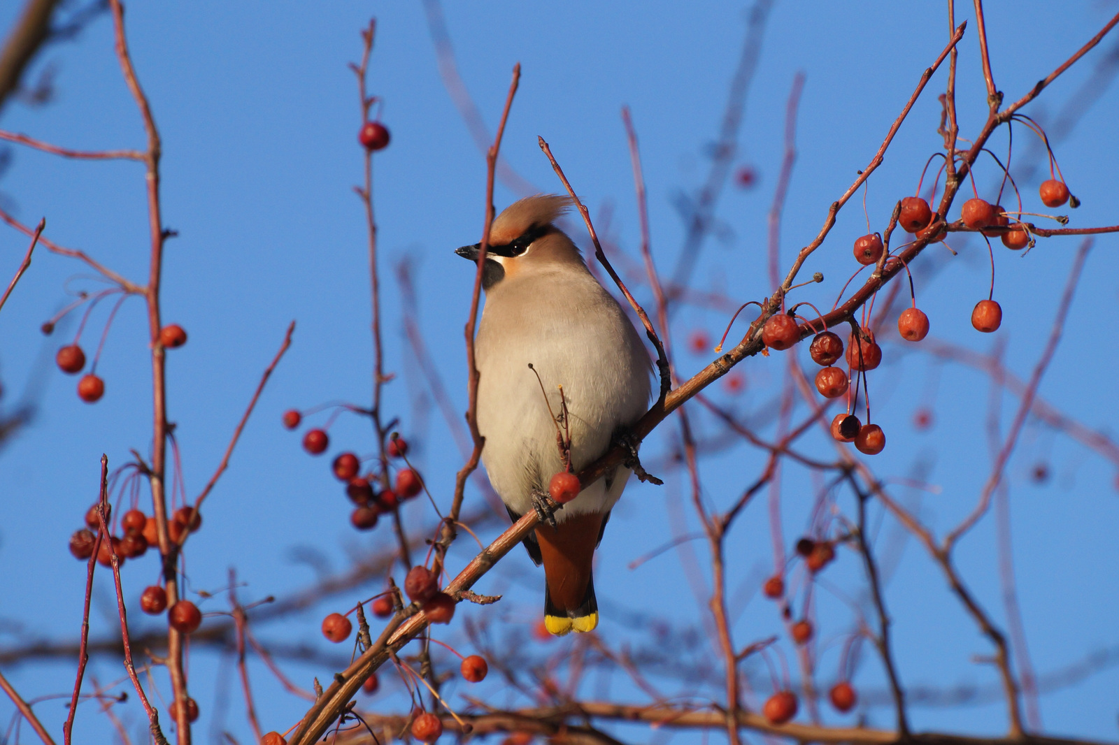 Waxwings - My, Waxwing, Birds, The photo, Siberia, Longpost