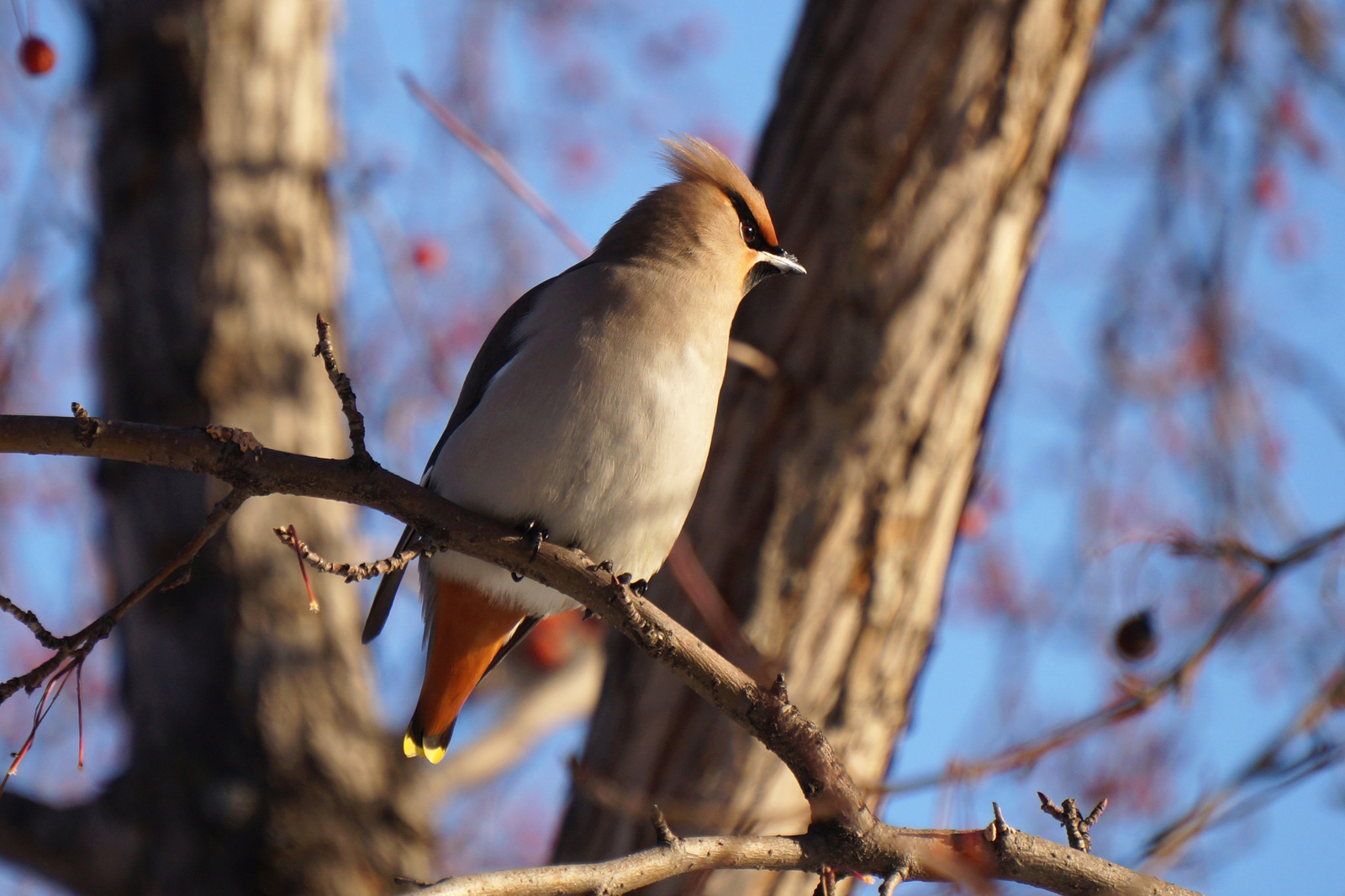 Waxwings - My, Waxwing, Birds, The photo, Siberia, Longpost