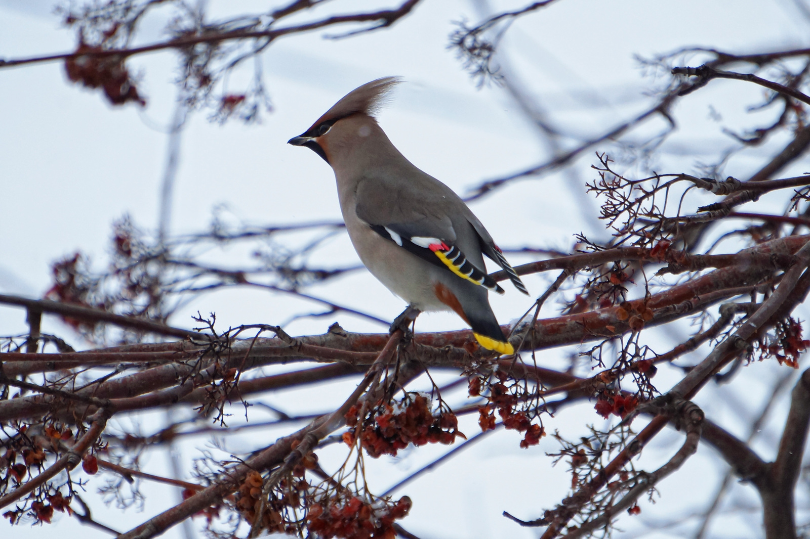 Waxwings - My, Waxwing, Birds, The photo, Siberia, Longpost