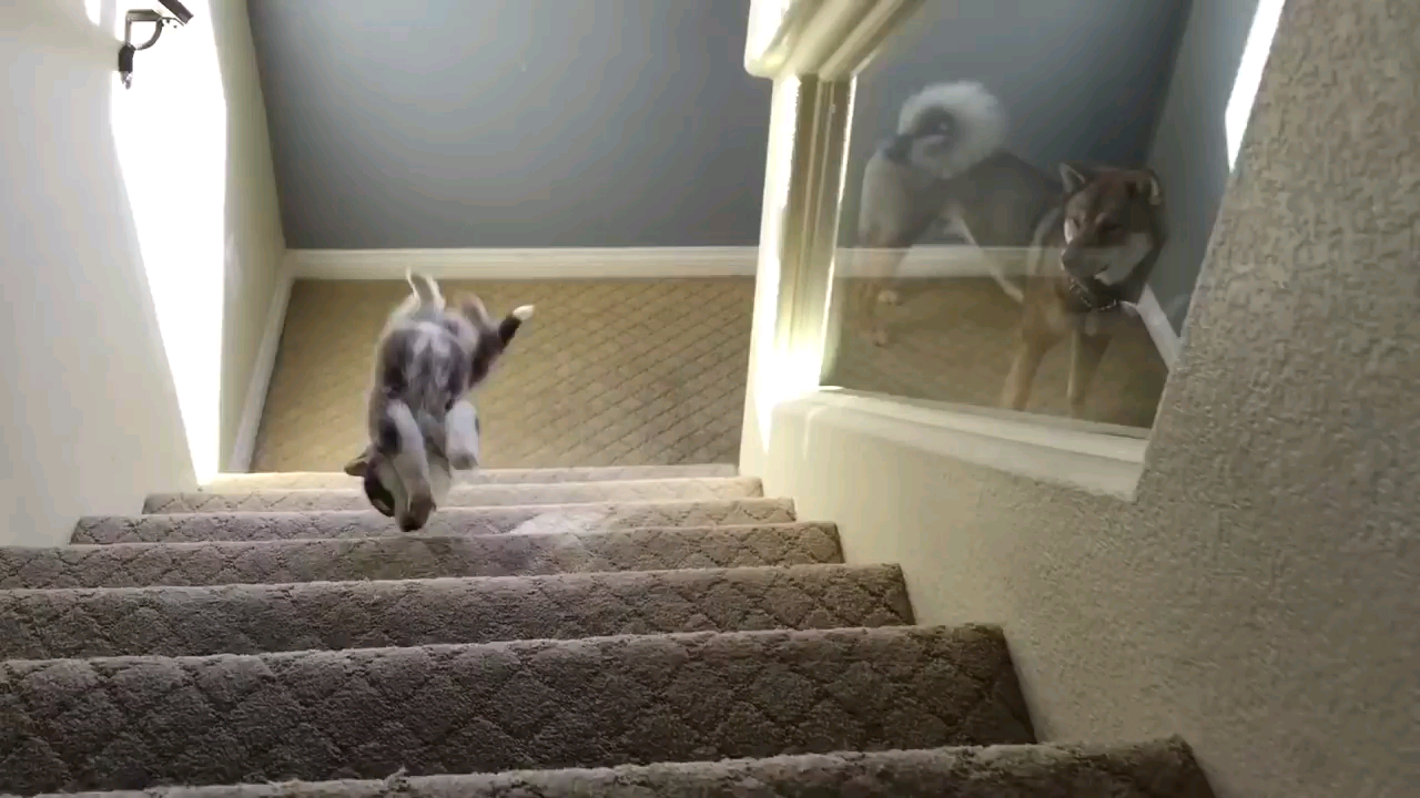 It's hard to be small... - Dog, Animals, Husky, Puppies, Stairs