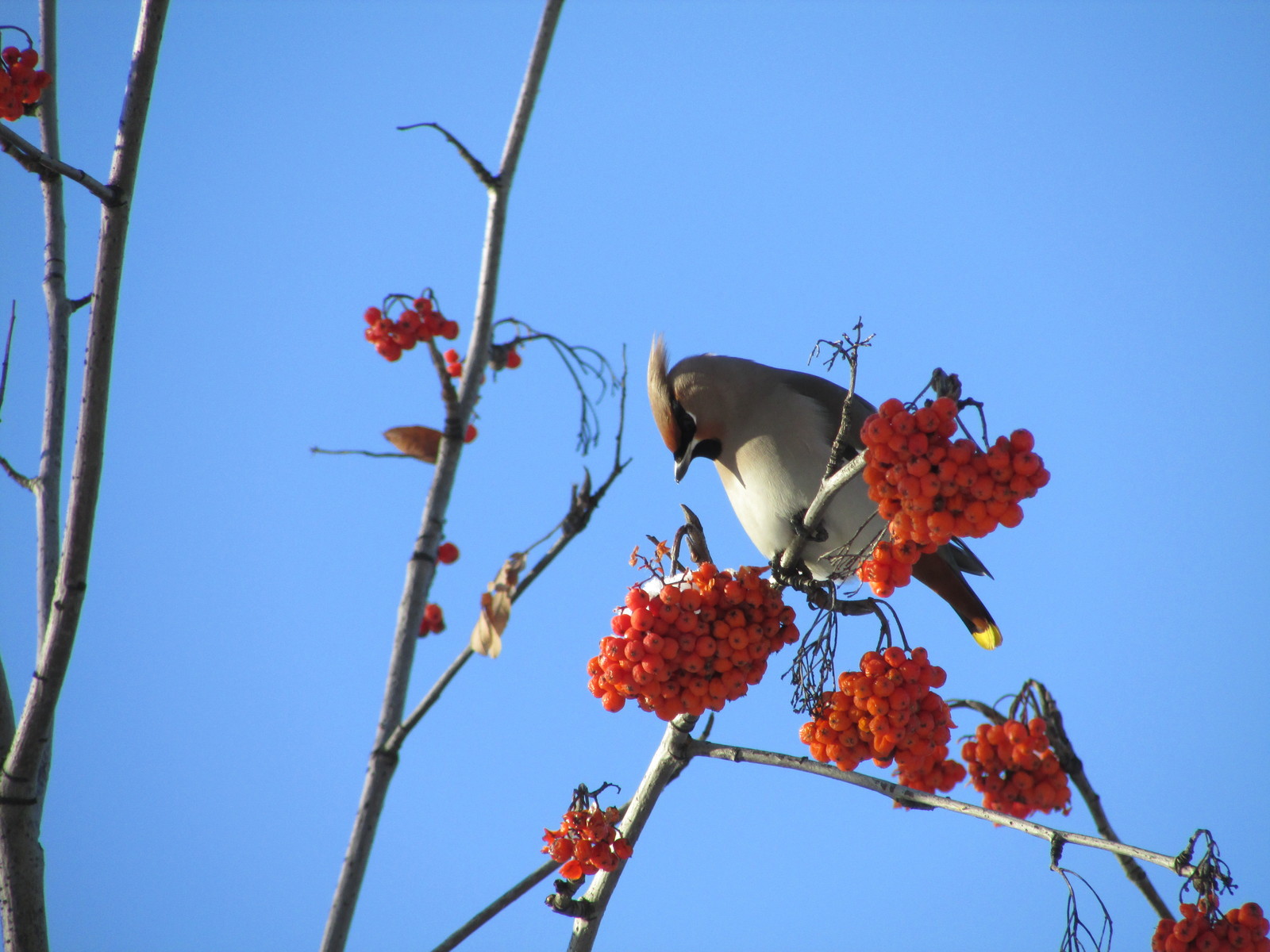 Waxwings - My, Waxwing, Zoom, Longpost, My