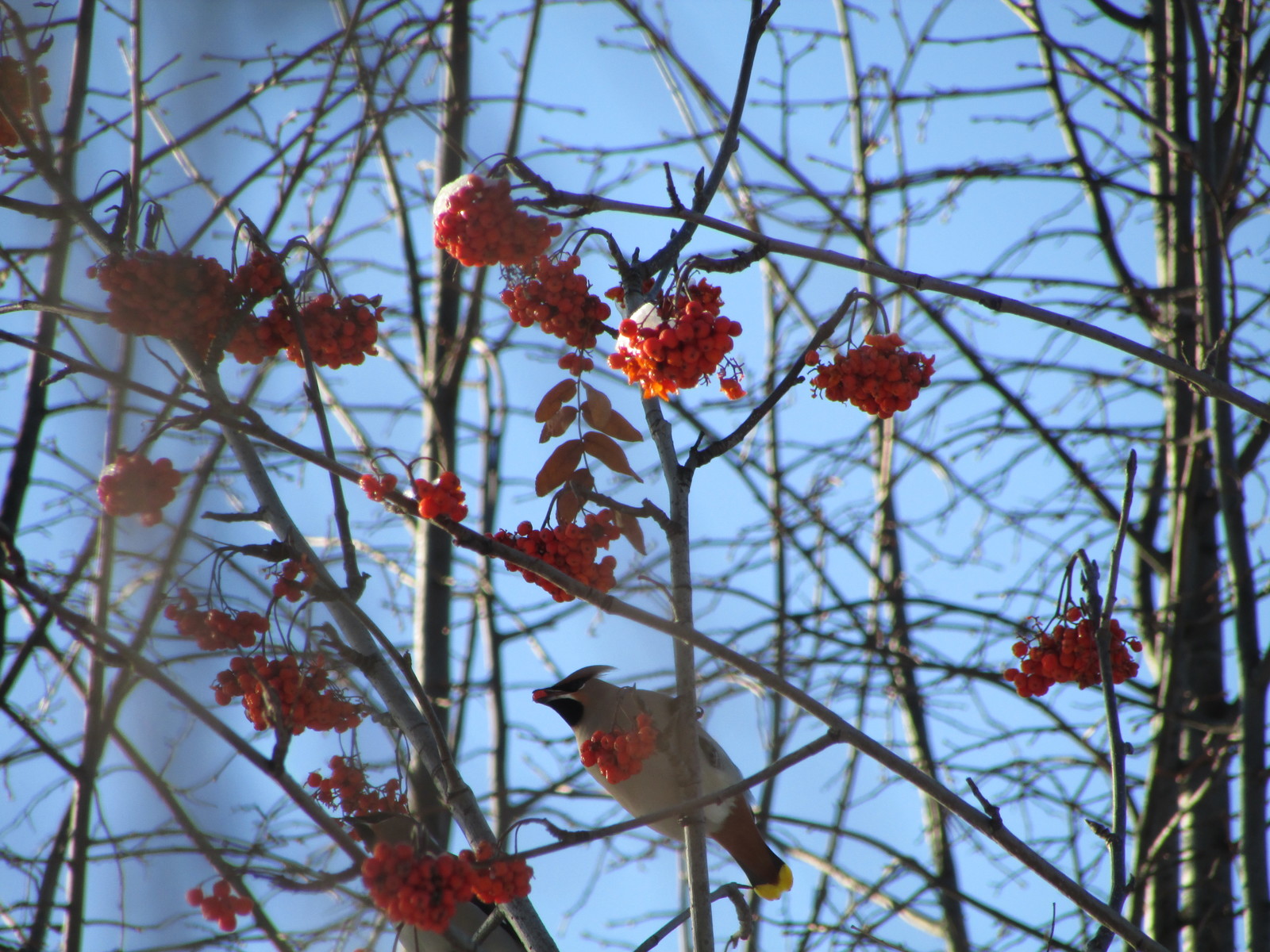 Waxwings - My, Waxwing, Zoom, Longpost, My