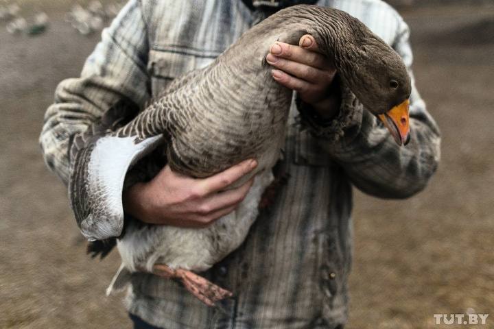 Как горожанин уехал из Минска в село и разводит гусей - Республика Беларусь, Деревня, Жизнь в деревне, Минск, Село, Agronews, Длиннопост