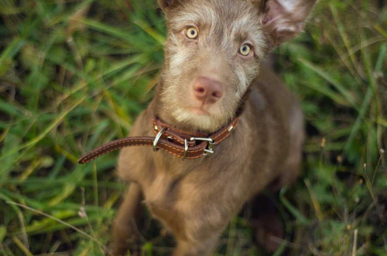 Truffle chocolate dog - My, Dog, Best friend, Longpost, Story