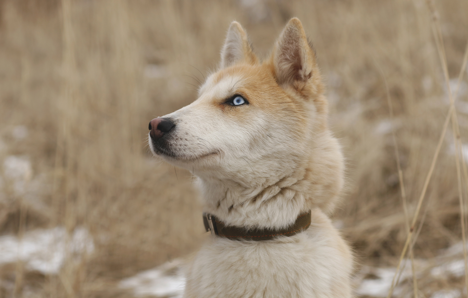 Someone's phenotype - My, Dog, Animal shelter, Sheremetyevo Shelter, Longpost