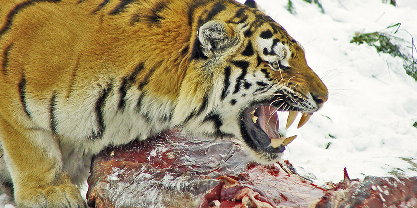 Величественный сибирский тигр | Пикабу