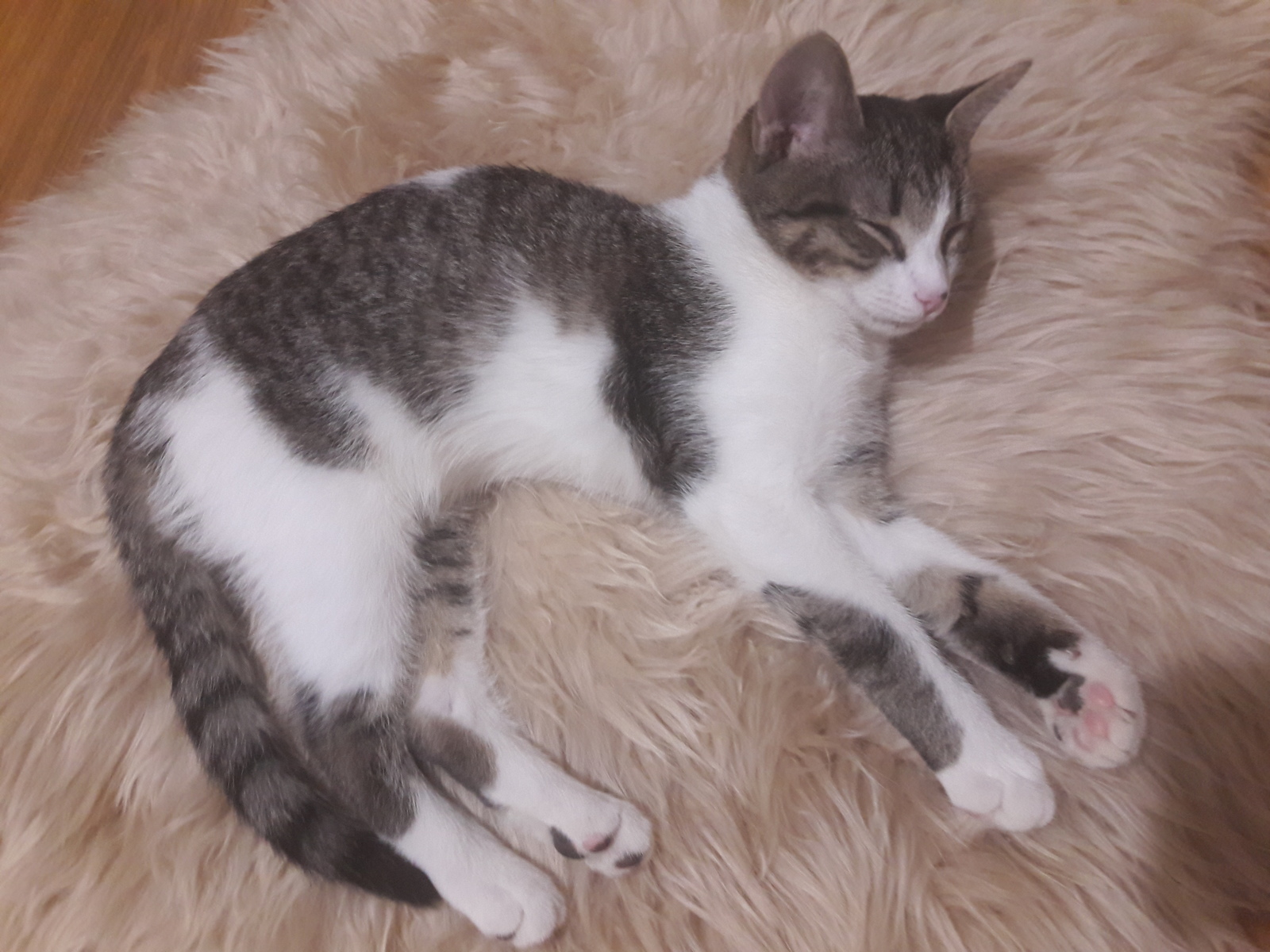 Little Zosya is still looking for an owner in Chelyabinsk - My, cat, Chelyabinsk, In good hands, Longpost