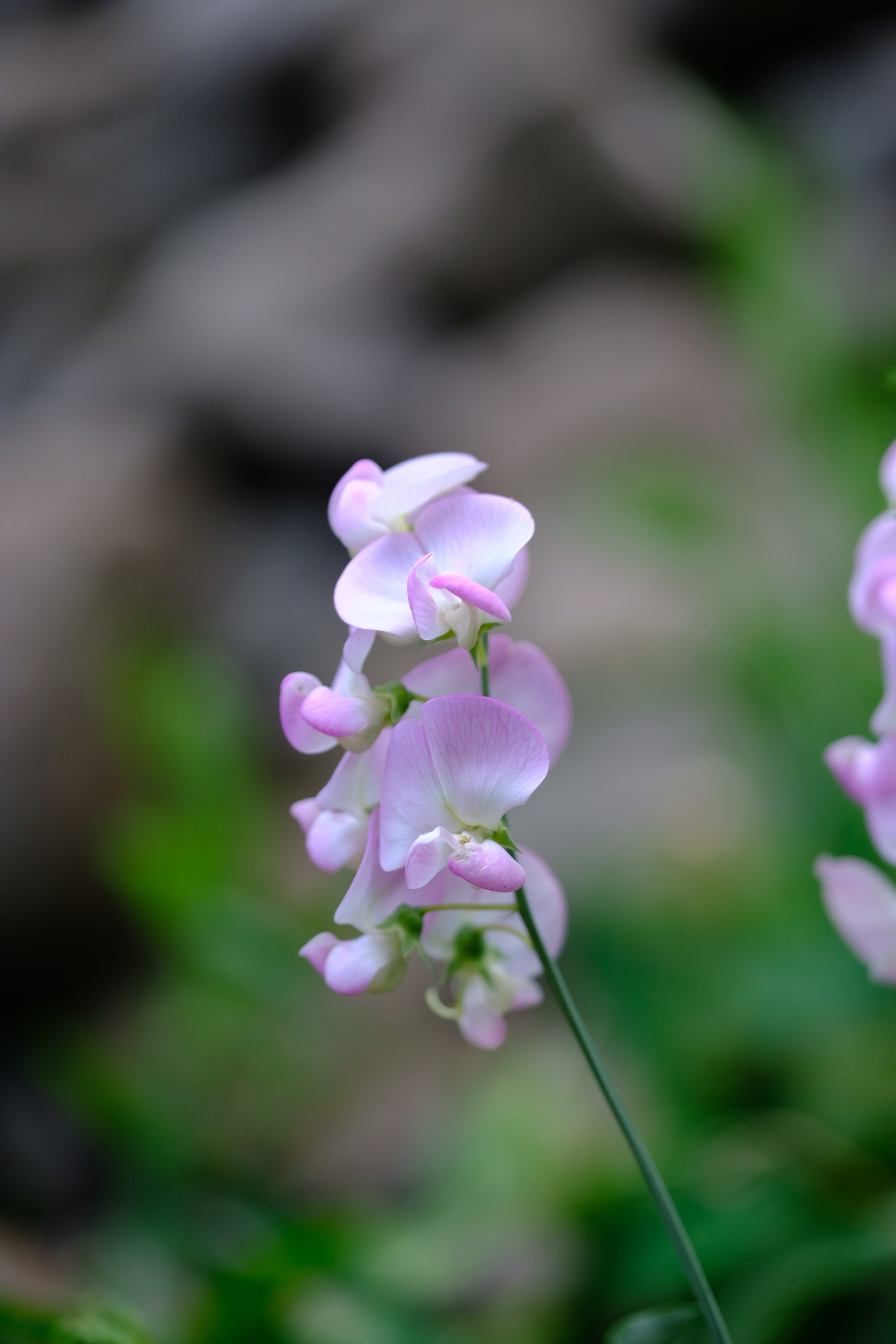 A little botanical garden - My, The photo, Japan, Longpost