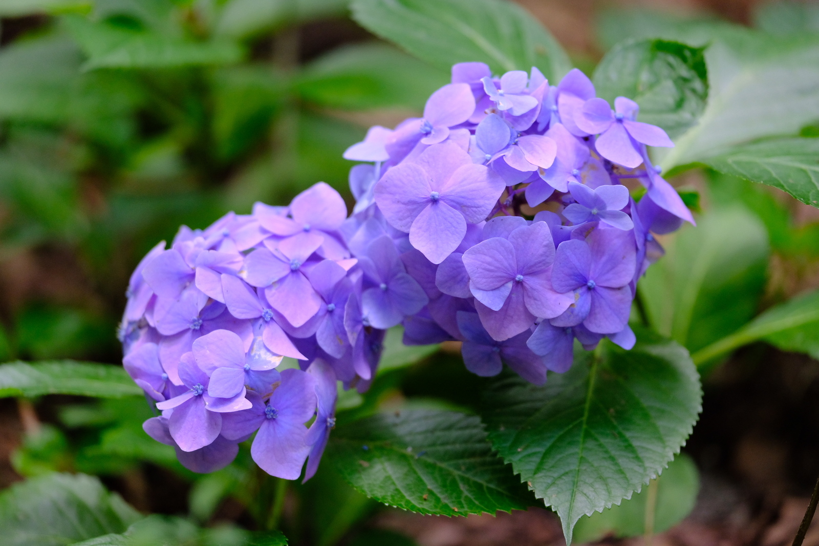 A little botanical garden - My, The photo, Japan, Longpost