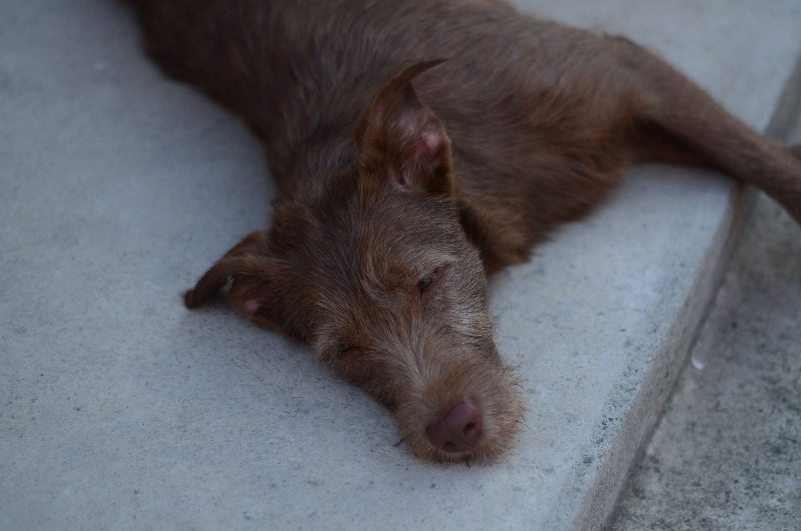 Truffle in Abkhazia - My, Longpost, Travels, Abkhazia, Dog, Dogs and people, Puppies