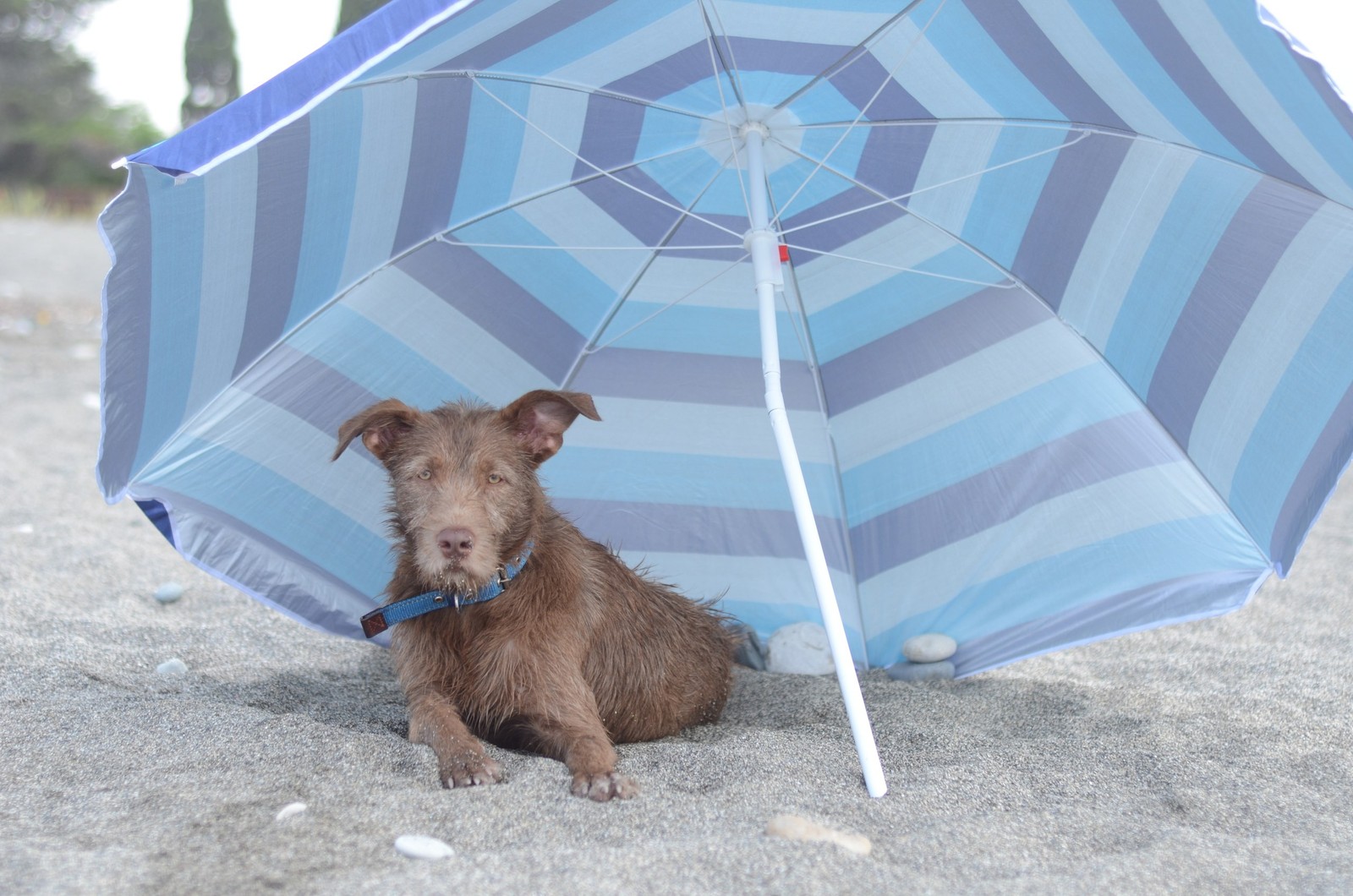 Truffle in Abkhazia - My, Longpost, Travels, Abkhazia, Dog, Dogs and people, Puppies