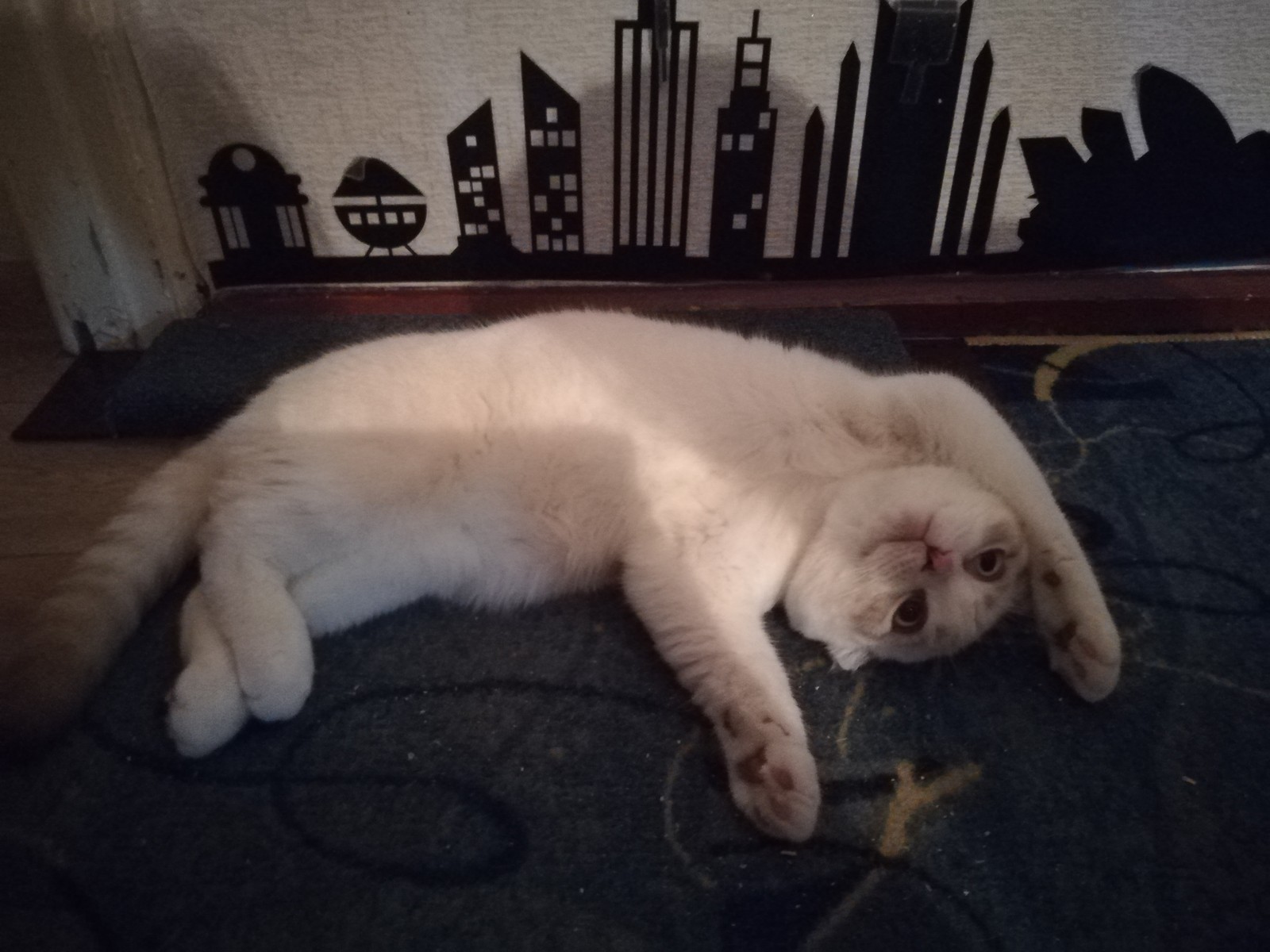 Looks like the cat is broken. - My, Catomafia, Scottish lop-eared, cat