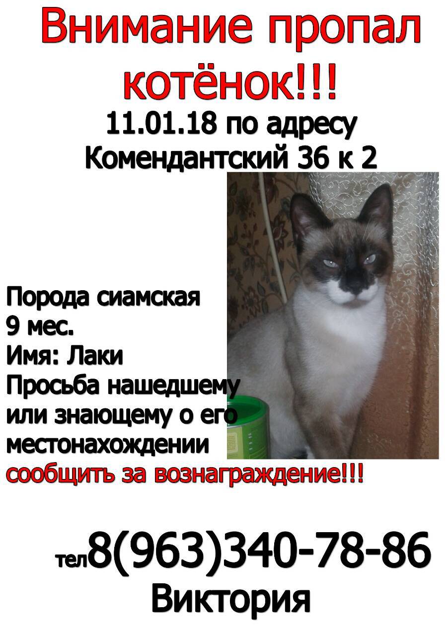 Lost kitten!!!! - My, The missing, Search for animals, cat, Help