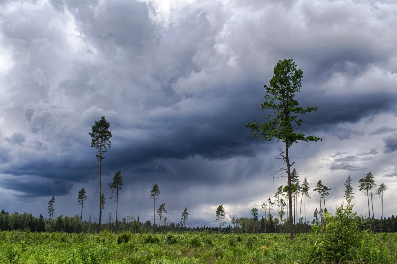 The remains of a forest in the suburbs against the background of thunderclouds - My, Wind, Подмосковье, Clouds, Forest, Weather, Moscow region, Thunderstorm, Sky